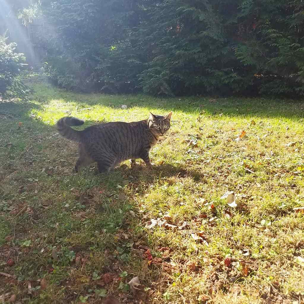 Caturday ~ backyard&nbsp;adventure