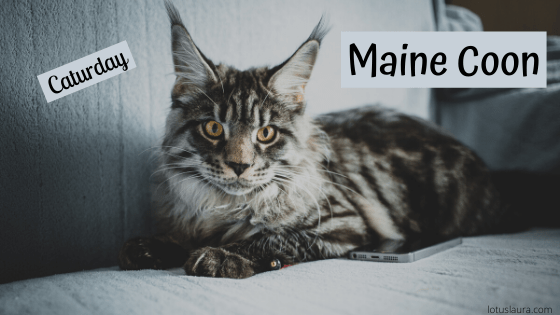 Caturday ~ Maine&nbsp;Coon