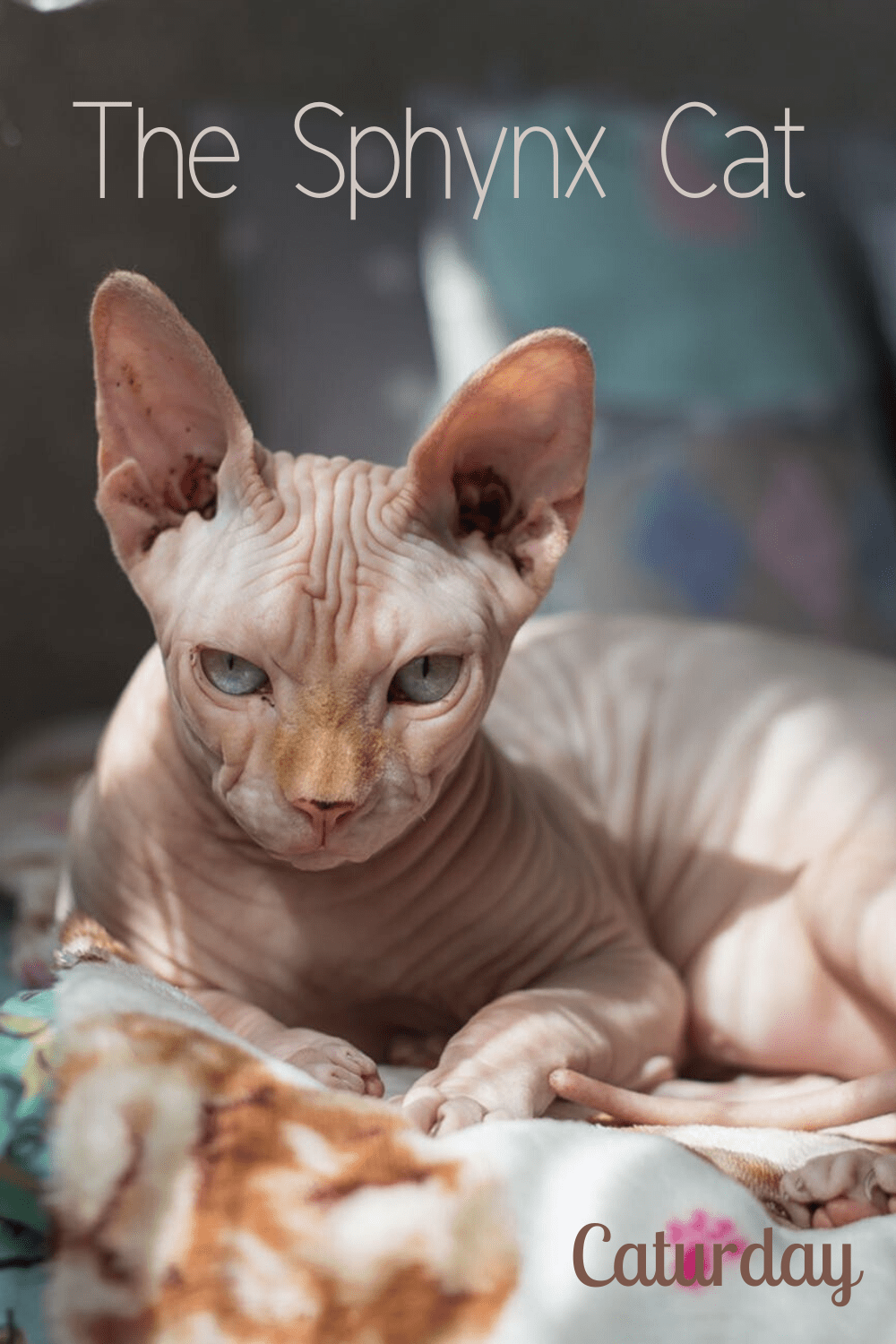 Caturday ~ The Sphynx Cat&nbsp;(Hairless)