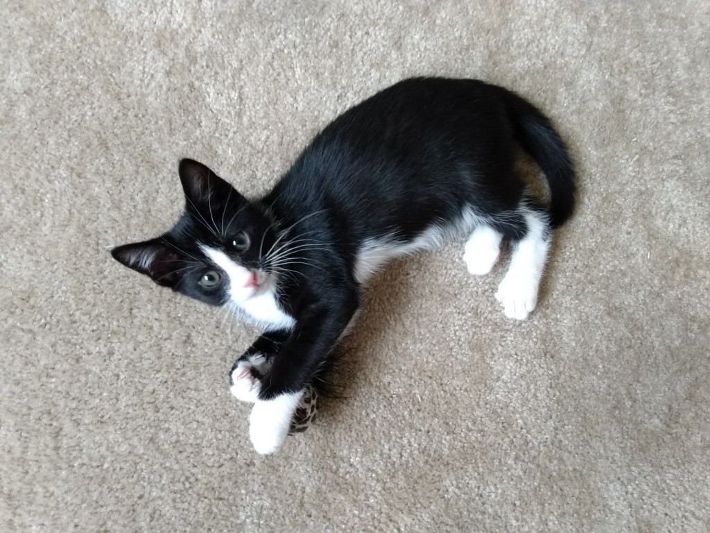 Caturday ~ Luna turns three months&nbsp;old!