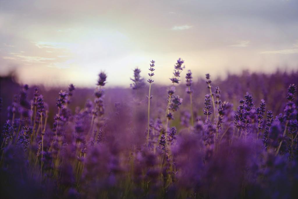 Tuesday’s tea ~ peaceful&nbsp;lavender