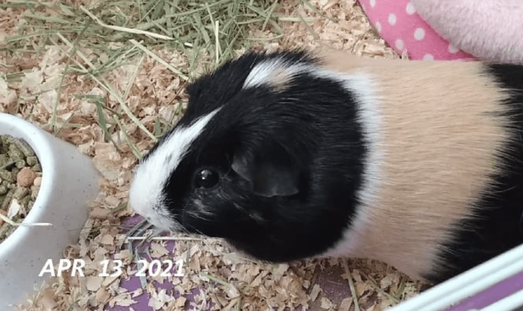 In loving memory of Athena, my guinea&nbsp;pig