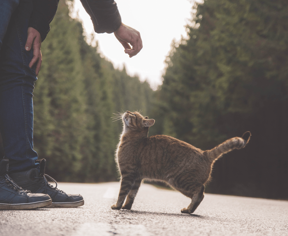 How to show your cat&nbsp;dominance