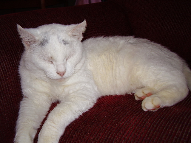 Penelope (Penny), my cat from&nbsp;childhood