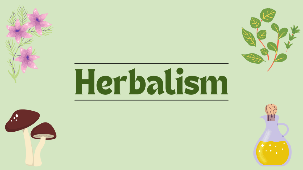 Herbalism | Dandelion (Lion’s&nbsp;Tooth)