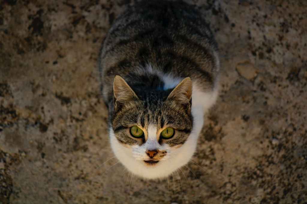 Ask A Cat Mom: “What Happens When Your Cat Passes&nbsp;Away?”