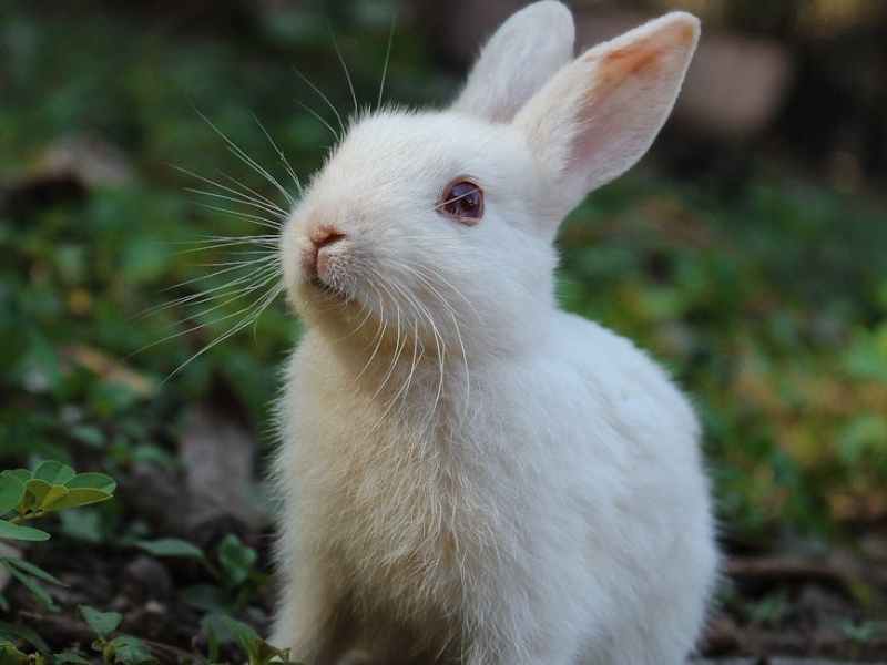 Happy Ostara! – Spring&nbsp;2026