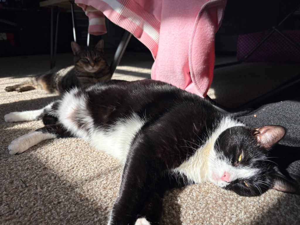 Luna’s sixth birthday