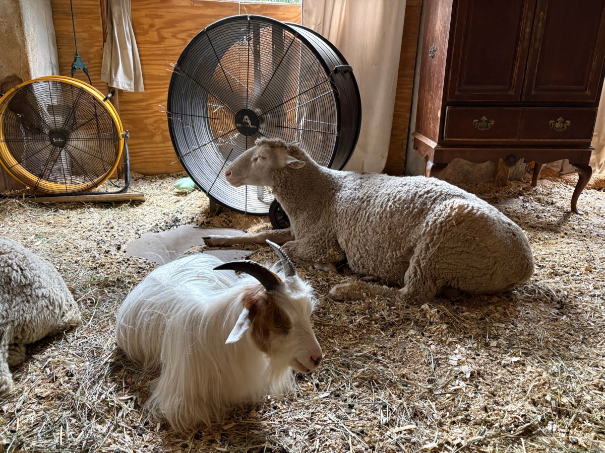 Painting on the&nbsp;farm