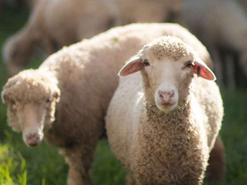 Spirit Animal: Sheep