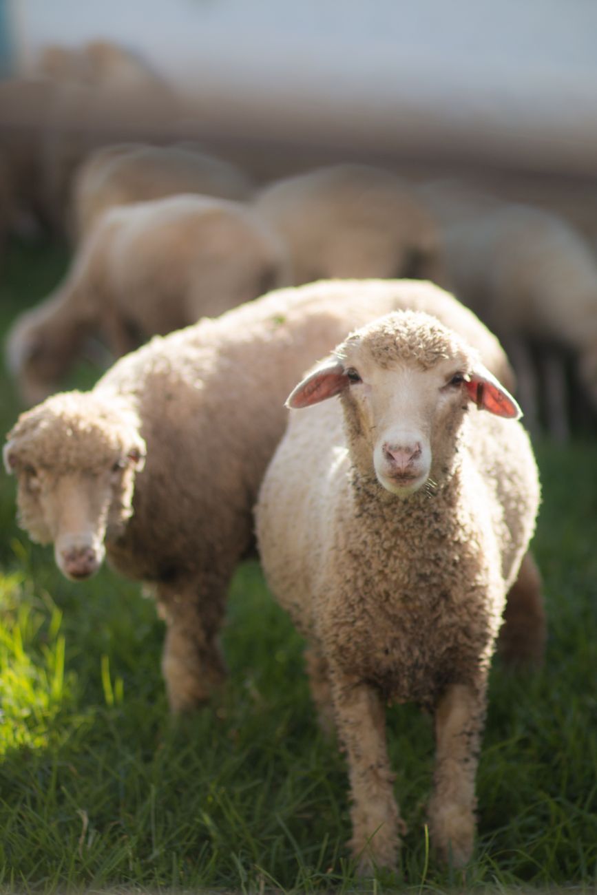 Spirit Animal: Sheep